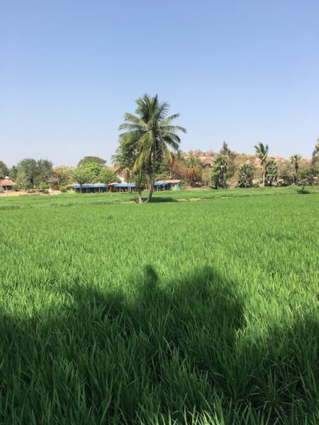 Paddy fields with coconut trees in between at Hampi, Karnataka