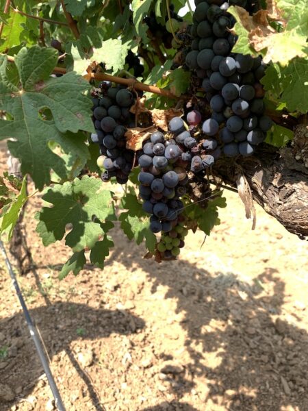 Black grapes on a vine at KRSMA vineyard in Karnataka near Hampi