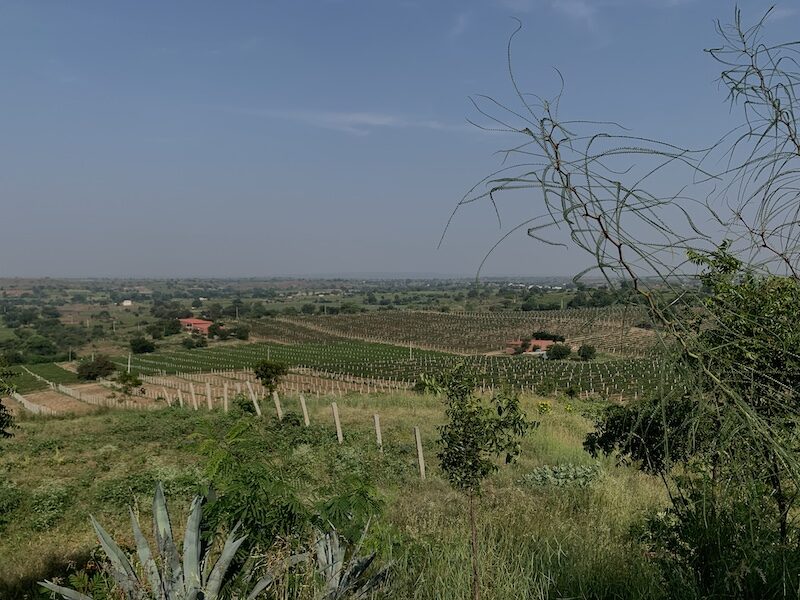 A vineyard near Hampi, Karnataka with grapes being grown on them.
